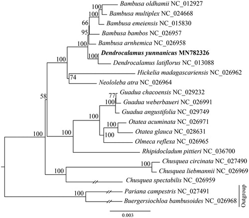 Figure 1. The maximum-likelihood (ML) tree based on the 21 plastid genomes of Bambuseae. Numbers near the nodes mean bootstrap support value.