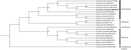 Figure 1. The maximum likelihood tree of family Scrophulariaceae with the outgroup, Plantago fengdouensis, was constructed based on chloroplast genome sequences. Number on the nodes are bootstrap values from 1,000 replicates.