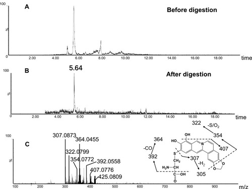 Figure 10 Identification of metabolites A5: BRB-treated mouse liver homogenates were proteolytically digested, followed by LC-MS/MS analysis. Extracted ion chromatogram of A5 obtained from LC-Q-TOF/MS before (A) or after exhaustive proteolytic digestion (B); MS/MS spectrum of A5 (C).