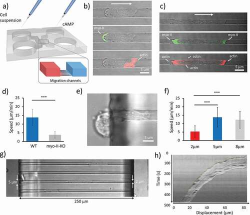 Figure 1. Effect of spatial confinement on cell migration. (a) 3D rendering of the microfluidic device. The two symmetric loading arms are connected by migration channels arranged in ’ladder-like’ structure. Cell suspensions are loaded on one side and cAMP on the opposite side. A set of migration channels bridges the two arms in which a cAMP gradient is established by diffusion. (b, c) Sets of images showing a cell migrating in a 2 μm x 5 μm and 2 μm x 2 μm channels, respectively. In the middle and lower figures, the localization of myo-II and F-actin is indicated, respectively. Bright-field and confocal images are merged. (d) Mean velocities of WT cells (n = 56, analyzed over 11 independent experiments) moving in 5 μm wide, 2 μm high channels and mhcA− cells (n = 30, collected in 11 independent experiments) confined in 5 μm wide, 3.5 μm high channels. (e) Representative mhcA− cell stuck at the entrance or a 2 μm high, 5 μm wide channel. On the right-end side, the leading edge of the cell elongates toward higher concentration of cAMP. On the left, the uropod is blocked outside the migration channel. (f) The velocity of cells measured in micro-channels with different width. The histogram shows the average speed calculated over 48 cells analyzed over 14 independent experiments, 56 cells analyzed over 11 independent experiments, and 56 cells analyzed over 9 independent experiments, respectively. The height of all channels is 2 μm. Error bars indicate SD. ***p < 0.001. (g) Cells migrating in tapered channels. (h) Representative kymograph taken along the channel’s axis of a WT cell migrating in a tapered channel. The picture shows that the speed decreases constantly over time as a consequence of the linear decrease in channel width