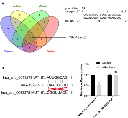 Figure 8 Hsa_circ_0043278 sponges with miR-192-3p.