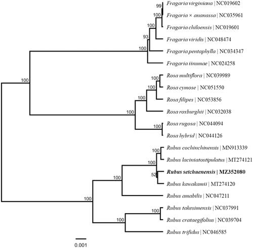 Figure 1. Phylogenetic relationships of 20 species from Fragaria, Rosa and Rubus of Rosaceae based on the complete chloroplast genome sequences. Bootstrap percentages are indicated for each branch.