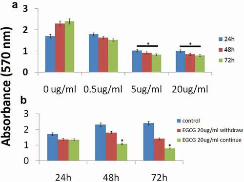 Figure 1. Antiproliferative effect of EGCG on MCF-7 cells (a).