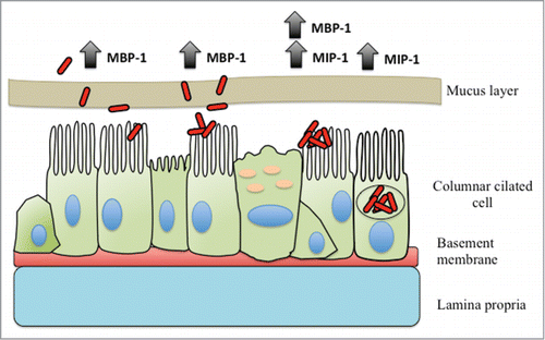 Figure 4. Schematic representation of mycobacterial microaggregate formation in the respiratory tract. Mycobacteria are inhaled from aerosolized contaminated material such as water or soil. The bacteria encounter and penetrate past the mucosal layer and where they adhere to the apical surface of the respiratory epithelium, which is facilitated by the MBP-1 protein. Once adherent, the bacteria actively recruit neighboring bacteria and begin to form microaggregates. Facilitated by MIP-1, microaggregates proceed to invade the epithelial cells.