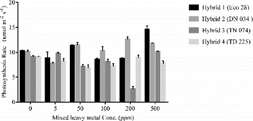 Figure 1. Effects of mixed heavy metal treatment on photosynthetic rate of four poplar hybrids under greenhouse conditions.