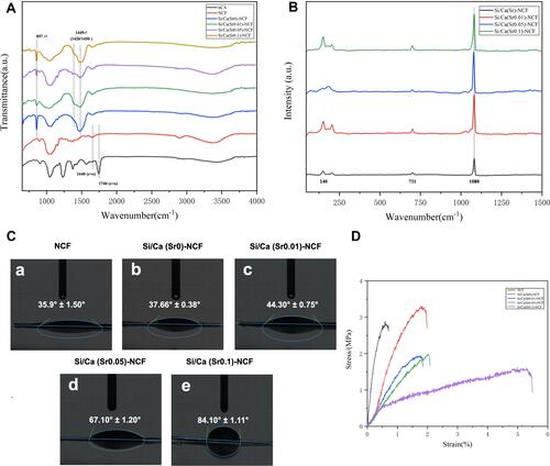 Figure 2 The FTIR, Raman spectrum, water contact angles and elastic tests of Si/Ca(Sr)-NCF mats. (A) FTIR spectrum of Si/Ca(Sr)-NCF mats. (B) FTIR spectrum of Si/Ca(Sr)-NCF mats. (C) water contact angles of Si/Ca(Sr)-NCF mats, (D) elastic tests for Si/Ca(Sr)-NCF mats.