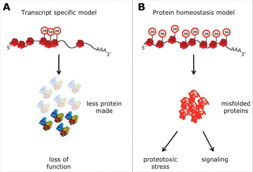 Figure 4. Two models to explain phenotypes of U34 modification mutants. (A) Specific mRNA enriched in codons that depend on tRNA modifications are translated at lower rates. This leads to reduced levels of the protein encoded by this transcript triggering a loss-of-function phenotype. (B) Ribosomes slow down when translating codons that depend on tRNA modifications. The slowdown perturbs the optimized equilibrium between speed of protein synthesis and protein folding. The increased rate of protein stress leads to a systemic failure in protein homeostasis and the aggregation of endogenous proteins that associates with it in a toxic gain-of-function scenario. This can either affect viability of the cells directly or by changing cellular signaling (Street signs with “30” indicate slow speed of ribosomes).