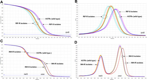 Figure 1 The differentiation between phenotypically drug-resistant and -susceptible M. tuberculosis clinical strains by the optimized RIF-RD (A and B) and INH-RD (C and D) assays using M. tuberculosis H37Rv as the reference (blue line): the normalized melting curve (A and C) and the normalized melting peak (B and D).
