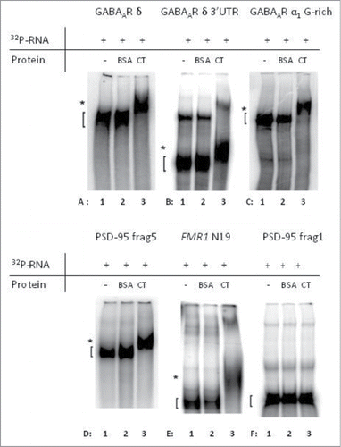 Figure 4. The C-terminal domain of FMRP is able to specifically interact with mRNA from the indicated subunits of the GABAA receptor. In each electrophoretic mobility shift assay (EMSA), 32P-labeled mRNA-fragments were incubated alone (lane 1), in the presence of BSA (lane 2) or in the presence of the C-terminal (CT) domain of FMRP (lane 3). Direct interaction of the labeled mRNA with FMRP causes a shifted band in the third line (lane A3, B3, C3, D3 and E3) since the protein:RNA complexes migrate more slowly on the polyacrylamide gel. Known targets of FMRP were used as positive controls, PSD-95 3'UTR-fragment 5 (D) Citation5 and fragment N19 of FMR1 (E) Citation11. (F) PSD-95 3'UTR-fragment 1 Citation5 was used a negative control. Unbound RNA-fragments ([) and protein:RNA complexes (*) are indicated.