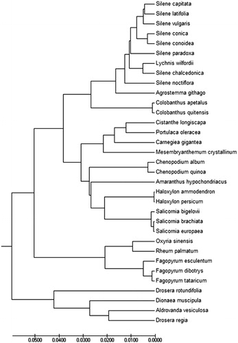 Figure 1. Phylogenetic of 33 species within the family Celastraceae based on the Maximum-Likelihood analysis of the whole chloroplast genome sequences using 500 bootstrap replicates. The analysed species and corresponding Genbank accession numbers are as follows: Agrostemma githago (NC_023357.1), Amaranthus hypochondriacus • (NC_030770.1), Aldrovanda vesiculosa (NC_035416.1), Carnegiea gigantea (NC_027618.1), Chenopodium album (NC_034950.1), Chenopodium quinoa (NC_034949.1), Cistanthe longiscapa (NC_035140.1), Colobanthus apetalus (NC_036424.1), Colobanthus quitensis (NC_028080.1), Dionaea muscipula (NC_035417.1), Drosera regia (NC_035415.1), Drosera rotundifolia (NC_029770.1), Fagopyrum esculentum (NC_010776.1), Fagopyrum tataricum (NC_027161.1), Haloxylon ammodendron (NC_027668.1), Haloxylon persicum (NC_027669.1), Lychnis wilfordii (NC_035225.1), Mesembryanthemum crystallinum (NC_029049.1), Oxyria sinensis (NC_032031.1), Portulaca oleracea (NC_036236.1), Rheum palmatum (NC_027728.1), Salicornia bigelovii (NC_027226.1), Salicornia brachiata (NC_027224.1), Salicornia europaea (NC_027225.1), Silene capitata (NC_035226.1), Silene chalcedonica (NC_023359.1), Silene conica (NC_016729.1), Silene conoidea (NC_023358.1), Silene latifolia (NC_016730.1), Silene noctiflora (NC_016728.1), Silene paradoxa (NC_023360.1), Silene vulgaris (NC_016727.1).