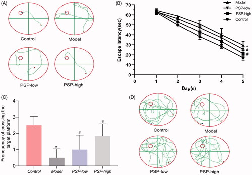 Figure 1. Effects of PSP on spatial learning and memory deficiency in mice experiencing brain ageing. (A) Representative images of swimming paths undertaken on the fifth day of the spatial acquisition test, and (B) the time needed to reach the hidden platform. (C) Spatial memory function was tested by counting the number of times each mouse crossed the target platform within 90 s. (D) Representative images of swimming paths in the spatial probe trial. Data are expressed as the mean ± SD (n = 6 per group; escape latency was analysed by repeated measures analysis of variance (ANOVA); other data were analysed by one-way ANOVA followed by least significant difference tests). *p < 0.05, vs. Control group; #p < 0.05 vs. Model group.