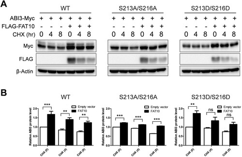 Figure 4. Phosphorylation status of ABI3 is important for the stabilization of ABI3 by FAT10. (A) HEK-293T cells were co-transfected with wild-type, phospho-dead, or phospho-mimetic mutants of ABI3-Myc expression plasmids, along with or without the FLAG-FAT10 expression plasmid. Cells were treated with cycloheximide (CHX, 100 μM) for 0, 4, 8 h. Western blot analysis was performed with anti-Myc-HRP or anti-FLAG-HRP antibodies. Beta-actin was used as the loading control. (B) Data from western blot were quantified by densitometry. Data are presented as mean ± SEM and p values were calculated by one-way ANOVA with Tukey’s multiple comparison test. **p < 0.01, ***p < 0.001. ns, not significant.
