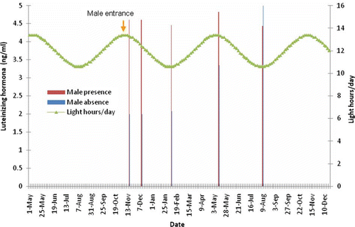 Figure 4.  Effect of presence of a sexually active male buck on LH concentration of OVX-goats exposed to a 6-month-long artificial photoperiod.