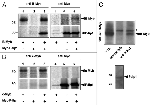 Figure 5. Interaction of B-Myb and Pdip1. (A and B). QT6 cells were transfected with expression vectors for B-Myb, c-Myb and Myc-Pdip1, as indicated at the bottom. After 16 h, the cells were radiolabeled with 35S-methionine and cell extracts were subsequently immunoprecipitated with antibodies against B-Myb, c-Myb or the Myc-tag. Immunoprecipitates were then analyzed by SDS-PAGE and autoradiography. Protein bands corresponding to B-Myb, c-Myb and Pdip1 are marked. (C). Co-immunoprecipitation of endogenous B-Myb and Pdip1. Cell extract from HEK293 cells was precipitated with rabbit antiserum against Pdip1 or an unrelated protein (control IgG). The immunoprecipitates and an aliquot (5%) of the total-cell extract (TCE) were analyzed by western blotting with antibodies against B-Myb. The asterisk marks a non-specific protein band. The bottom part of (C) shows a sample of the total-cell extract stained with the Pdip1-specific antiserum.