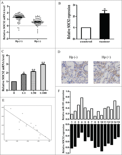 Figure 7. The expression of SOCS2 was upregulated in cell lines and clinical specimen. A, expression of SOCS2 in H. pylori positive and negative tissues. B, expression of SOCS2 in tumor tissues and normal tissues. C, expression of SOCS2 in different MOI of H. pylori infected tissues. D, The immunohistochemistry of SOCS2 in H. pylori positive and negative tissues. E, a statistically significant inverse correlation between miR-101 and SOCS2 levels in clinical specimen (Spearman's correlation analysis, r = −0.831, p=0.000) (*p < 0.05; **p < 0.01 compared with control).