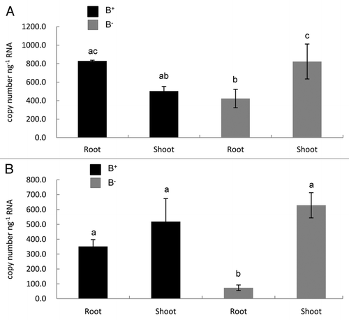 Figure 4 Tissue-specific expression of CmLsi2-1 (A) and CmLsi2-2 (B) in the roots and leaves of two pumpkin cultivars: Shintosa (B+, bloom rootstock) and Super-unryu (B−, bloomless rootstock). The expression level was determined by absolute quantitative RT-PCR. Data are means ± SD of three biological replicates. Different letters above the columns indicate statistically significant differences at p < 0.05 by Tukey's test.