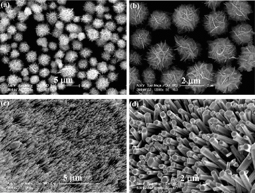 Figure 2. SEM images of the ZnO nanostructures grown in: (a) and (b) H2O vapour; (c) and (d) O2 gas.