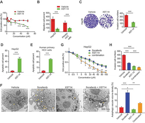 Figure 6. XST-14 acts synergistically with sorafenib to suppress HCC in vitro. (A) XST-14 inhibited HepG2 cell proliferation. HepG2 cells were treated with vehicle or the indicated concentration of XST-14 for 24 h, and cell proliferation was evaluated via EdU assays. (B, C) XST-14 inhibited the invasion of HCC cells. HepG2, Hep3B, and human primary HCC cells were treated with vehicle or XST-14 (5 μM). After treatment for 24 h, cell invasion activity was evaluated via transwell assays. (D, E) XST-14 induced HCC cell apoptosis. HepG2 and human primary cells were treated with vehicle or XST-14 (5 μM). After treatment for 24 h, apoptotic cells were evaluated via ANXA5/propidium iodide staining. (F) XST-14 inhibited sorafenib-induced autophagy in HepG2 cells. The arrows indicate Avd. The ratio of the autophagic vacuole area to the cytoplasmic area was determined by morphometric analysis. (G, H) XST-14 increased the therapeutic effects of sorafenib in vitro. HepG2 cells were treated with XST-14 (5 μM) or a combination of XST-14 (5 μM) and sorafenib (5 μM) for 24 h, and proliferation and invasion activities were evaluated via EdU (G) and transwell (H) assays. The data are presented as representative and/or means ± s.e.m. of three independent assays. For panels A, B, C, D, and E, an unpaired two-sided Student’s t-test was used to compare two groups. For panels F, G, and H, one-way ANOVA was used to compare multiple groups. *p < 0.05, **p < 0.01, ***p < 0.001.