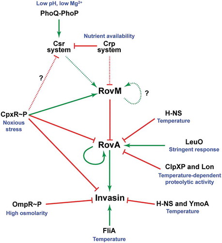 Figure 10. A scheme depicting CpxR~P influence on the CsrA-Crp-RovM-RovA regulatory cascade. The RovM-RovA regulatory pathway leading to the controlled production of several virulence determinants – including the Y. pseudotuberculosis adhesin invasin – is strictly controlled by cascade regulation at both the transcriptional and post-transcriptional levels in response to multiple environmental cues. The strongest influence on RovA production is through two opposing pathways. The first is an auto-amplification loop, which in turn is controlled by thermo-regulated proteolysis via the action of ClpXP and Lon proteases. The second is repression via RovM acting in concert with H-NS. RovM levels are principally controlled by an uncharacterised auto-activation loop and the prominent Csr and Crp pathways responsive to carbon and glucose availability. Additionally, we now show that the CpxR~P pathway responsive to extracytoplasmic (periplasmic) noxious stresses that is another critical player in this cascade regulation. Active CpxR~P isoform directly induces production of the RovM repressor, and also directly represses production of both RovA and invasin. By an uncharacterised mechanism active CpxR~P also negatively influences Csr output. Thus the net effect of CpxR~P is a significant downturn in RovA and invasin production, as well as other prominent virulence factors such as the Ysc-Yop T3SS (not shown here). In this context, it is interesting that the FliA sigma factor plays a role in the coordination of inverse regulation of invasin and the Ysc-Yop system (not shown). On this basis, a prediction would be that the regulatory events of CpxR~P and FliA are somehow connected. In the diagram, direct (filled line) or indirect (dotted line) induction events are indicated by a green arrow, while direct (filled line) or indirect (dotted line) repression events are indicated by a blunted red line.