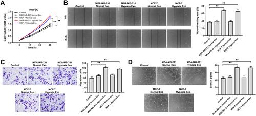 Figure 3 Exosomes derived from hypoxic breast cancer cells promoted the proliferation, migration and angiogenesis of HUVECs. Exosomes were isolated from breast cancer cells under hypoxia or normoxia. Then, HUVECs were co-cultured with indicated exosomes. (A) CCK-8 assay was applied to measure cell viability. (B) Wound healing assay was used to detect cell migration. (C) Transwell migration assay was used to detect cell migration. (D) Tube formation assay was applied to measure angiogenesis. **P<0.01; n = 3.