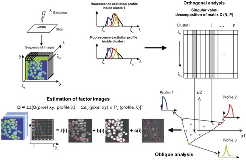 Figure 1 Basic presentation of FAMIS, which was developed to process biomedical image sequences.Citation2,Citation3 A similar description of FAMIS applied to spectral emission was provided in Kahn et alCitation10Notes: In the present case, FAMIS assumes that each pixel is a mixture of different fluorescence patterns.Citation5 Factor curves correspond to spectral emissionsCitation13,Citation15 of the different fluorochromes on the slide. Here, factor curves correspond to spectral excitations of the fluorochromes. For each factor curve, the set of positive weights computed for each curve yields one image, called a factor image, which provides images of fluorescent structures. Factors are estimated in a two-step procedure from the image sequence. In the first step, called correspondence analysis, the image is reconstituted using singular vectors associated with the largest singular values. The second step, called oblique analysis, aims to estimate factor curves representing the fundamental curves. In the case of multispectral analysis, factor curves are selected by positive constraints to obtain positive factor curves and images. Factor images are recomputed back to the original sampling by oblique projection on the factor curves, and the estimation is performed in the least-squares sense. An algorithmic description of FAMIS is provided in a previous publication.Citation16 This presentation is an adaptation of a published figure reprinted from International Journal of Nanomedicine, 5, Kahn E, Baarine M, Pelloux S, et al. Iron nanoparticles increase 7-ketocholesterol-induced cell death, inflammation, and oxidation on murine cardiac HL1-NB cells, 185–195, copyright (2010), with permission from Dove Medical Press Ltd.Citation10 It mentions excitation profiles, and images and factor curves are different.Abbreviation: FAMIS, factor analysis of medical image sequences.