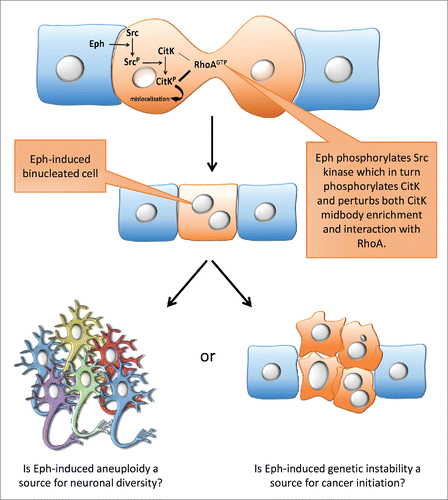 Figure 1. An Eph-induced signaling cascade prevents cytokinesis completion: possible physiological and pathological consequences. Activation of Eph signaling in dividing cells interrupts or delays cytokinesis which increases the fraction of polyploid cells. In the neocortex polyploid neurons could participate in generating neuronal diversity while in other tissues, cytokinesis defects could increase genomic instability and participate in tumor initiation.