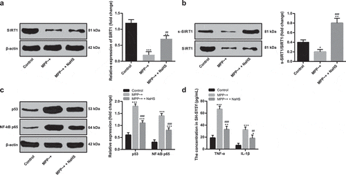 Figure 4. H2S increased SIRT1 sulfhydration in SH-SY5Y cells. (a/c). the expressions of SIRT1, p53, NF-kB p65 in the SH-SY5Y cells detected by Western blot analysis; (b). the degree of SIRT1 sulfhydration in SH-SY5Y cells detected by biotin switch assay; (d). the levels of TNF-α and IL-1β detected by ELISA. *p < 0.05, **p < 0.01, ***p < 0.001 vs. the control group; ##p < 0.01, ###p < 0.001 vs. the MPP~+ group. Data in panels (a) and (b) were analyzed by one-way ANOVA; data in panels (c) and (d) were analyzed by two-way ANOVA, followed by Tukey’s multiple comparisons test for post hoc test. Repetitions = 3.