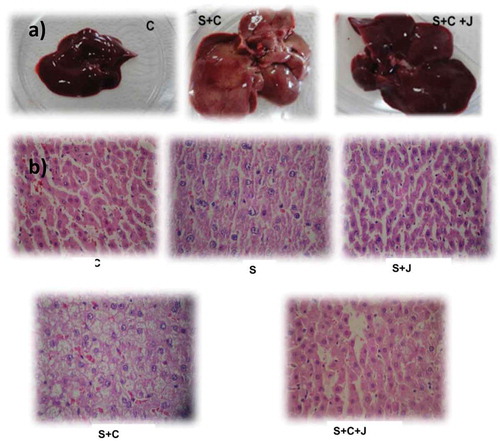 Figure 5. Livers extracted (a) and photomicrograph (b) showing rat liver of control and experimental groups. Control group (C) fed with a standard diet and water ad libitum; group fed with a standard diet and plus 30% sucrose in drinking water (S); group fed with high-carbohydrate diet and administrated with blackberry juice processed with microwaves and ultrasound 4.2 mL/kg (S + J), group fed with standard diet, 30% sucrose in drinking water and cholesterol 1 g/kg (S + C) and administrated with blackberry juice (S + C + J) processed with microwaves and ultrasound 4.2 mL/kg. Non-processed blackberry juice was not tested.Figura 5. Hígados extraídos and micrografía del hígado del grupo control y experimental. Grupo experimental: Grupo control (C) alimentado con una dieta estándar y agua ad libitum; grupo alimentado con una dieta estándar y con sacarosa al 30% (S); grupo alimentado con sacarosa al 30% y administrado con jugo de zarzamora (S + J) procesado con microondas y ultrasonido 4.2 mL/kg, grupo alimentado con dieta estándar, sacarosa al 30% y colesterol (1 g/kg, S + C) y un grupo administrado con dieta estándar, sacarosa al 30%, colesterol (1 g/kg) y jugo de zarzamora procesado con microondas y ultrasonido 4.2 mL/kg (S + C + J). El jugo de zarzamora sin tratar no fue incluido en el estudio