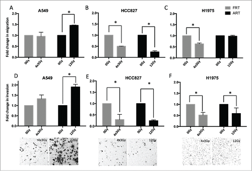 Figure 4. Migration and invasion of NSCLC cells in modified Boyden chambers 5 d after exposure to AIR and FIR. (A-C) Migration of NSCLC cells through uncoated Boyden chambers. (D-F) Invasion of NSCLC cells through matrigel-coated Boyden chambers. Data is normalized to respective controls. Bars represent SEM from 3 independent experiments. Representative images of invaded cells are shown at the bottom (magnification x200).