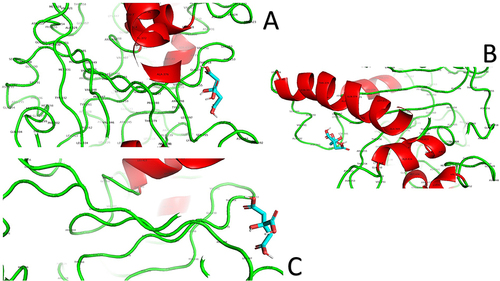 Figure 8 Amino acid residues and surroundings of the best predicted binding pose of YopH phosphatase with citric acid. The best binding pose was visualized from three different angles (A–C). The best binding pose is based on the top score of binding affinity.
