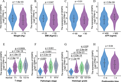 Figure 2 Correlation analysis of CENPQ expression and clinicopathological features in HCC. Violin plots summarizing CENPQ expression according to weight (A), BMI (B), age (C), AFP (D), T stage (E), pathologic stage (F), histological grade (G), and prothrombin time (H).