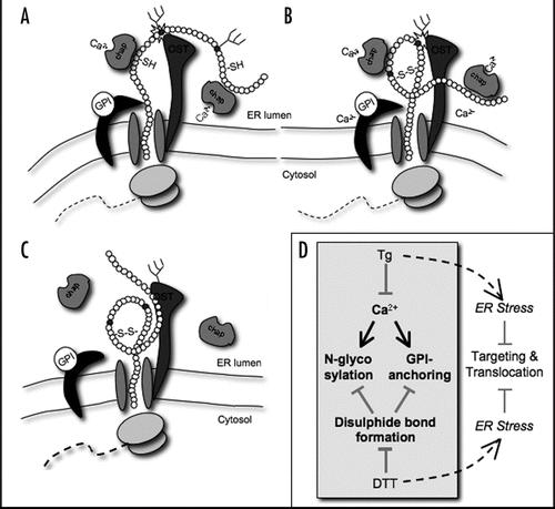 Figure 8 Increased PrP variability from competing posttranslational modifications. (A and B) Formation of the intra-chain disulphide bond might hamper substrate accessibility to the oligosaccharyl transferase (dark grey) and transamidase (black) complexes. The competition occurs in a narrow time frame, after PrP has left the ribosome and its C-terminus is moving through the translocon. (C) In the absence of Ca2+, PrP may adopt a structure that further inhibits processing by oligosaccharyl transferase and transamidase. Alternatively, Ca2+ could be important for chaperones or other folding assistants (chap). (D) Summary of PrP covalent modifications and their interplays. Inhibiting disulphide bond formation and lowering [Ca2+]ER similarly induce ER stress and weaken PrP ER targeting and translocation.Citation7,Citation10 In contrast, Tg and DTT have antagonistic effects on N-glycosylation and GPI-anchoring. N-glycosylation affects neither disulphide bond formation, nor GPI-anchoring.