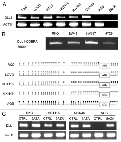 Figure 1. DLL1 expression and methylation analyses in CRC and GC cell lines (A) DLL1 RNA expression. ACTB, beta-actin; blank, negative RT-PCR control; (B) COBRA (upper panel) and bisulfite sequencing (lower panel) of DLL1 promoter. In COBRA, a single PCR product at 366 bp (base pairs) indicates lack of methylation. In bisulfite sequencing panel, methylation status of each promoter is shown as a row of CpG sites (empty dot, CpG unmethylated; solid dot, CpG methylated); (C) DLL1 mRNA expression after 5-aza treatment; CTRL, not treated; 5AZA, treated with 5-aza-2’deoxycitidine.