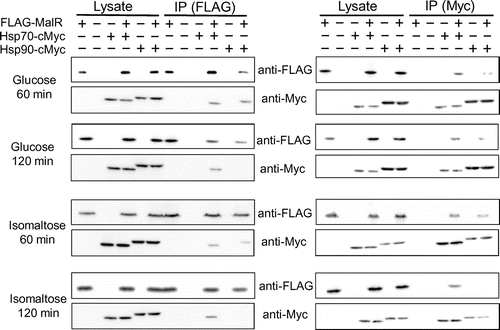 Figure 2. The interaction of FLAG-MalR with Hsp70-Myc and Hsp90-Myc under non-inducing conditions in the presence of 0.1% glucose or isomaltose. Strains were grown and Co-IP analysis was performed as described in Figure 1. Co-IP experiments were repeated at least twice and found reproducible. The data presented here are those from one of the two representative experiments.