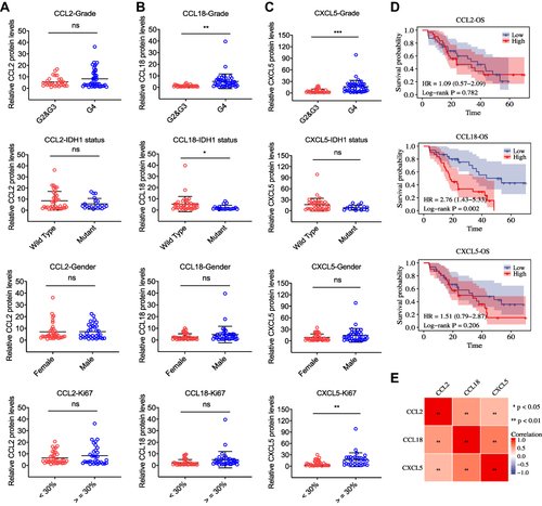 Figure 6 The protein expression levels of CCL2, CCL18, and CXCL5 in 72 human glioma tissues. (A–C) Quantification of indicated protein expression levels in patients grouped by G2 & G3 gliomas and GBM (G4), IDH1 wild type and mutant, female and male, low Ki67 rate (< 30%) and high Ki67 rate (≥ 30%), respectively. The relative CCL2, CCL18, and CXCL5 protein levels of human glioma tissue lysates were firstly measured by ELISA and then normalized to that of β-actin. (D) Kaplan-Meier OS curves (High vs Low) for patients stratified by different protein levels of CCL2, CCL18, and CXCL5 in gliomas. (E) Correlation between CCL2, CCL8, and CXCL5 expression in our cohort. All data are representative of three independent experiments. *p < 0.05, **p < 0.01, ****p < 0.0001, ns, no significance.