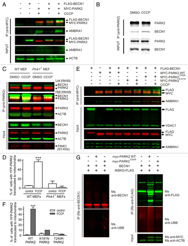 Figure 2. BECN1 and PARK2 interaction does not require PARK2 ligase activity. (A) HEK293 cells transfected with FLAG-BECN1 or/and MYC-PARK2 were treated with DMSO or 10 µM CCCP for 3 h. Total cell lysates were coimmunoprecipitated with mouse anti-MYC and analyzed on WB using antibodies raised in rabbit. Overexpressed FLAG-BECN1 coimmunoprecipitated with MYC-PARK2 both in DMSO- and CCCP-treated cells. Note that endogenous AMBRA1 coimmunoprecipitates with PARK2. (B) Total cell lysates from DMSO- or CCCP-treated PC12 cells were immunoprecipitated with mouse anti-PARK2, and then BECN1 and PARK2 were detected using antibodies raised in rabbit. The panel shows that endogenous BECN1 interacts with endogenous PARK2 in a CCCP-dependent manner. (C) WT or Pink1-deficient MEFs were treated with either DMSO or 10 µM CCCP for 3 h. Endogenous PARK2 was immunoprecipitated from total cell lysates using rabbit anti-PARK2. Input and IP elutes were analyzed using antibodies raised in mouse with the exception that PINK1 in the input was detected using rabbit anti-PINK1. The panel demonstrates that the PARK2-BECN1 interaction is decreased although not lost in Pink1-deficient MEFs under basal conditions whereas CCCP treatment augmented the interaction in both WT and Pink1-deficient MEFs. (D) WT or Pink1-deficient MEFs transfected with YFP-PARK2 were quantified for YFP-PARK2 translocation at 0 h and after 4 h of 10 μM FCCP treatment. ***P < 0.001 compared with the control group. (E) HEK293 cells transfected with FLAG-BECN1 and WT, K161N- or T240R-mutated MYC-PARK2 were treated with DMSO or 10 µM CCCP for 3 h. Immunoprecipitation and WB were performed as described for (A). The panel demonstrates that BECN1 interacts with all PARK2 versions and that CCCP increased this interaction in all groups. Note also the increased levels of immunoprecipitated AMBRA1 in the CCCP-treated groups. (F) PC12 cells transfected with WT, K161N, or T240R YFP-PARK2 were treated with DMSO or 10 µM FCCP for 3 h. FCCP induced translocation in WT YFP-PARK2-transfected cells and little or no translocation was observed in the K161N or T240R YFP-PARK2-transfected cells. ***P < 0.001 compared with the respective control group. (G) HeLa cells were transfected with BECN1 and IKBKG-FLAG with empty vector, WT PARK2 or PARK2T240R. At 24 h, transfected cells were treated with 10 µM MG132 for 8 h. BECN1 and IKBKG were immunoprecipitated using antibodies raised in rabbit and then probed using antibodies raised in mouse. The panel demonstrates that only WT PARK2 led to the prominent appearance of higher molecular weight forms of IKBKG whereas not in case of BECN1. Furthermore, the UBB signal was detected only in IKBKG blots.