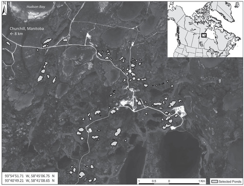 FIGURE 1. Location of the study area in the Hudson Bay Lowlands near Churchill, Manitoba, Canada. The subset of 100 ponds used in a change detection study (1947–2008) is shown with light gray shading and thick black outline.