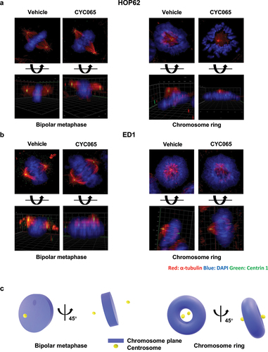 Figure 3. Immunofluorescent assays were independently performed to identify potential centriolar structural alterations in: (a) human HOP62 and (b) murine ED1 lung cancer cells. The red signals indicated α-tubulin staining; blue signals revealed DAPI staining and the green showed Centrin 1 staining. Representative images are shown. (c) The diagram presents the spatial arrangement of centrioles relative to the chromosome planes with a representative chromosome ring or bipolar mitosis depicted.