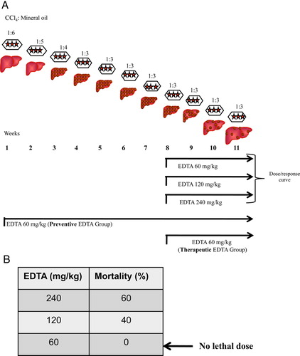 Figure 1. (A) Experimental design. Male Wistar rats were rendered cirrhotic by chronic intraperitoneal administration of CCl4. Animals weighing 80 g received three doses i.p. per week of CCl4 and mineral oil in a ratio of 1:6 for the first week, 1:5 for the second week, 1:4 for the third week, and 1:3 for the fourth to the 8th week. Fibrotic animals were treated with three different concentrations of EDTA to determine the lethal dose from 9th–11th week (dose/response curve). Additionally, two treatment protocols were performed: (1) preventive; where EDTA and CCl4 were administered for 11 weeks; and (2) therapeutic; where EDTA and CCl4 were administered for 3 weeks after liver fibrosis was established (detailed information is provided in the methods section). (B) The therapeutic dose of EDTA was determined by administering 60, 120, and 240 mg EDTA/kg in deionized water. Lethal doses (120 and 240 mg/kg) and therapeutic dose (60 mg/kg) were determined.