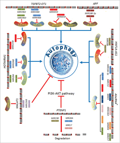 Figure 3. Conceptual schematic of regulation mechanism between miRNAs and lncRNAs in autophagy. AlncRNA* is an abbreviation of “an artificial long noncoding RNA.”