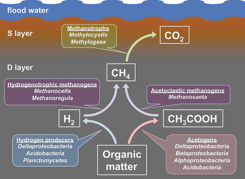 Figure 5. Overview of methane metabolism in paddy soils, as suggested by the results of this study.