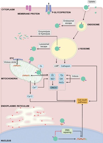 Figure 1 Schematic illustration showing the intracellular performance and fate of nanoparticles in cancer therapy that explicitly determining their internalization, interaction with different subcellular organelles, delivery of drugs, and mechanisms of action.Abbreviation: ETC, electron transport chain.