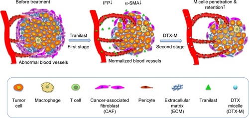 Scheme 1 Illustration of the two-stage therapy.Notes: Tranilast was pre-dosed to break down the CAFs barrier. Along with active CAFs weakening, IFP was reduced and microvessels were normalized. The following DTX micelles penetration and retention were improved after tumor microenvironment restoration.Abbreviations: CAF, cancer-associated fibroblast; IFP, interstitial fluid pressure; DTX, docetaxel.