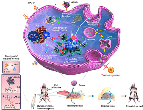 Figure 17 Schematic diagram of exosomes-Golgi apparatus HCM-NPs in tumor treatment.