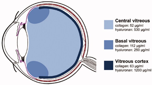 Figure 3. Schematic showing the distribution of hyaluronic acid concentrations present in the vitreous humour, reprinted from Elsevier: pharmacokinetic aspects of retinal drug delivery,Citation32 del Amo EM, et al, 134–185, Copyright (2017), with permission from Elsevier.