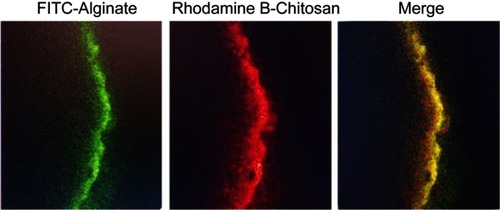 Figure S2 Laser scanning confocal microscopy images of a wall section of catechol-27–chitosan/barium sulfate microcapsules under different excitation wavelengths. Abbreviation: FITC, fluorescein isothiocyanate.