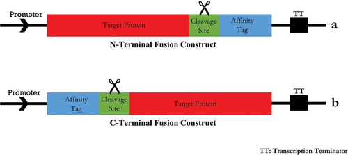 Figure 1. N-Terminal Fusion Construct (a) and C-Terminal Fusion Construct (b). There are two methods for fusion tags at the DNA level to the expression of a tagged fusion protien, the tag may be placed at N-Terminal or C-Terminal. Each fusion Construction consists of an affinity tag, a linker region including a specific sequence for protease cleavage and the target protein.