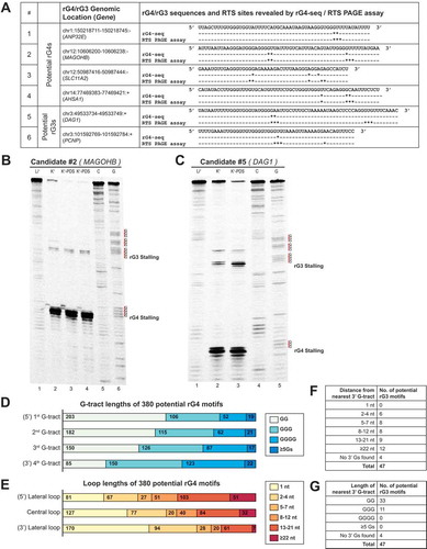 Figure 6. Detected potential G-quadruplexes and G-triplexes suggest novel patterns of structural imperfection toleration in rG4 motifs. (A) Summary of six potential G-quadruplex (rG4)/G-triplex (rG3) candidates selected for RTS PAGE validation. Location of RTS sites revealed by rG4-seq and RTS PAGE assay were indicated separately (* represents one nucleotide position where a RTS event is detected). Most RTS sites discovered by rG4-seq were reproduced in the RTS PAGE assay. (B) RTS PAGE assay of a potential rG4 candidate on MAGOHB gene indicated clear RTS events at the 3′ end of the 3rd and 4th G-tracts, respectively. (C) A potential rG3 was initially suggested to form on DAG1 gene based on findings from rG4-seq. RTS PAGE assay revealed a 4th G-tract 27 nt downstream of the 3rd G-tract, indicating that the region harboured a rG4 motif instead. (D,E) Summary of G-tract and loop lengths of 380 potential G-quadruplexes. The results suggest that toleration for structural imperfection (less than 3 Gs in G-tracts, and longer loops) was higher in the 5′ region and lower at the 3′ end of rG4 motifs. (F,G) Summary of 3′ downstream G-tracts of 47 potential G-triplexes identified by nucleotide sequence searching. 3′ downstream G-tracts were identified in most (43 out of 47) of the rG3s, where most G-tracts were composed of 2 guanine residues.