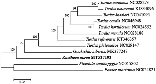 Figure 1. Phylogeny of Zoothera aurea and closely related nine mitochondrial sequences constructed using the maximum-likelihood method based on complete mitogenome. Numbers above each branch is the ML bootstrap support. GenBank accession numbers of each species are shown.
