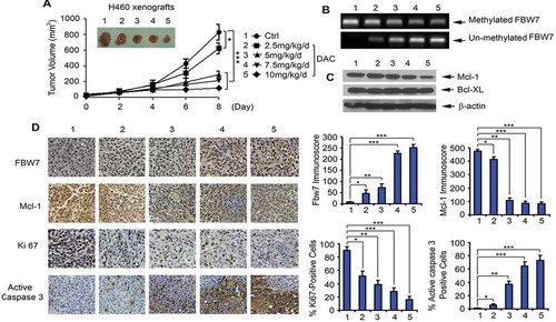 Figure 4. DAC suppresses lung cancer growth in dose-dependent manner in vivo. (a) Nu/Nu nude mice carrying H460 xenografts were treated with increasing doses of DAC (2.5 ~ 10 mg/kg/d) i.p. for 8 days. Tumor volume was measured once every 2 days. After treatment, mice were sacrificed, and tumors were removed and analyzed. Data represent the mean ± SD, n = 6 per group. *P < .05, ***P < .001, by 2-tailed t test. (b) Methylated FBW7 and unmethylated FBW7 were measured by MSP in tumor tissues at the end of experiments. (c) Mcl-1 and Bcl-XL were analyzed by Western blot in tumor tissues at the end of experiments. (d) FBW7, Mcl-1, Ki67 and active caspase 3 were measured by IHC in tumor tissues at the end of experiments by IHC staining. Data represent the mean ± SD, n = 6 per group. *P < .05, **P < .01, ***P < .001, by 2-tailed t test
